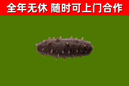 拱墅烟酒回收干海参.jpg